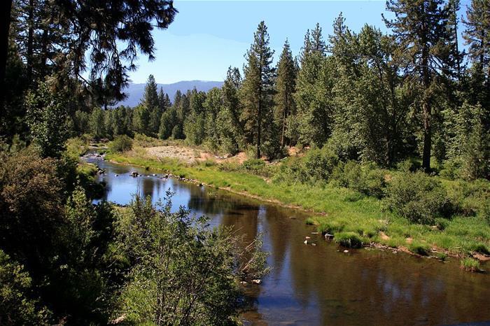 Running body of water through woods