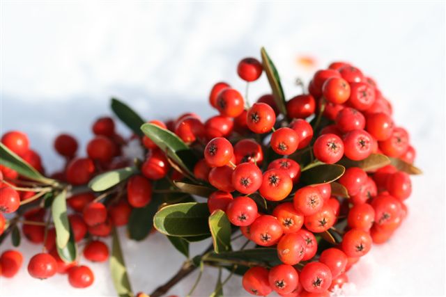 Snow at Lake Almanor