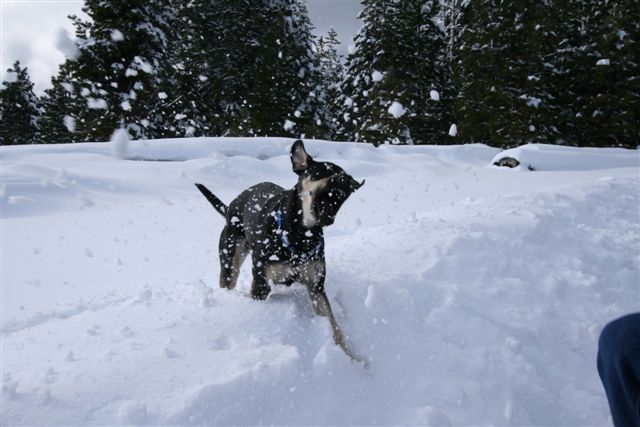 Snow at Lake Almanor