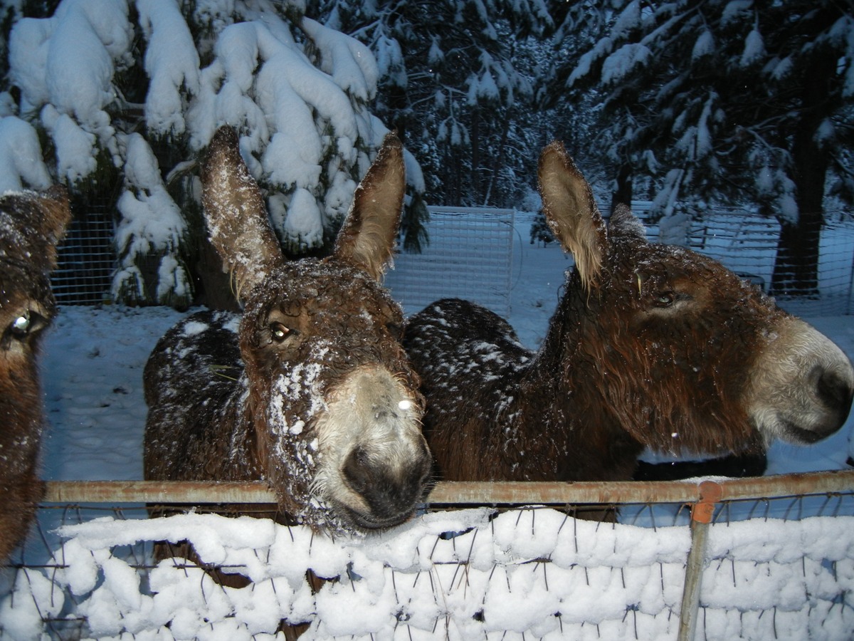 Donkeys in the Snow